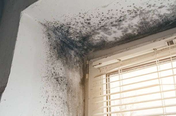 Affordable Basement Mold Removal solutions in Kenvil, NJ